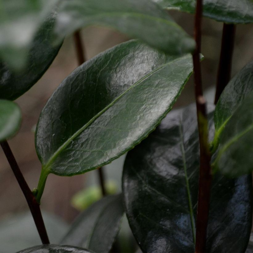 Camellia Nuccio's Pearl (Foliage)