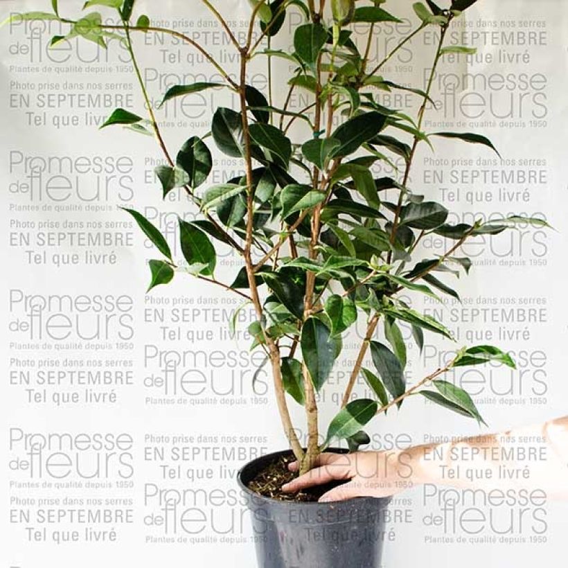 Esempio di esemplare Camellia Royal Velvet Vaso da 4L/5L come consegnato
