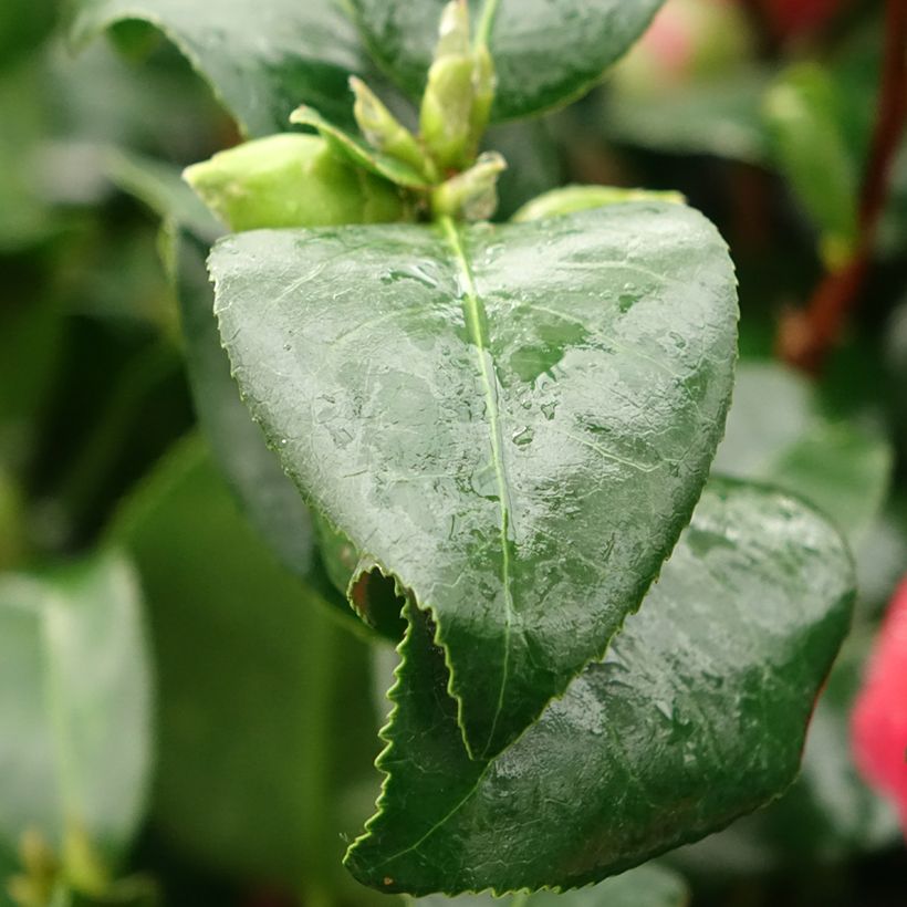 Camellia japonica Comte de Gomer (Foliage)