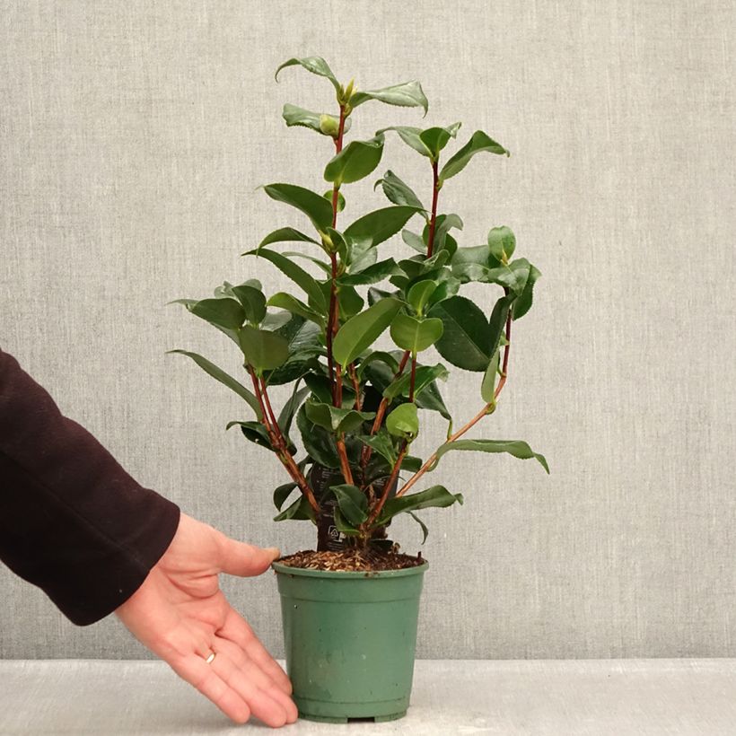 Example of Camellia japonica Comte de Gomer Vaso da Ø 12 cm / 13 cm as you get in hiver