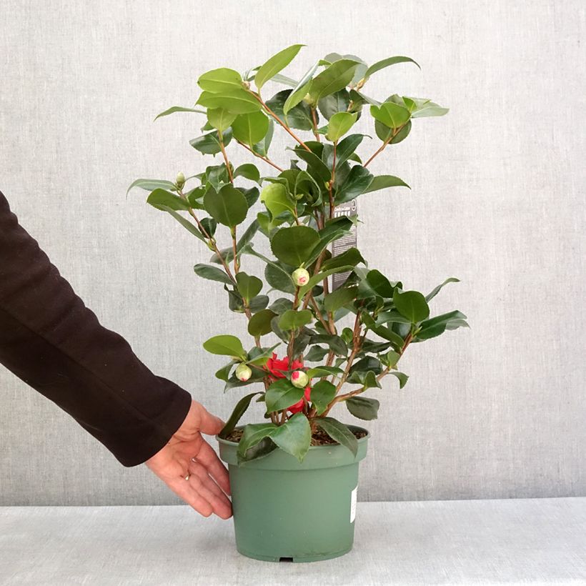 Camélia Comte de Gomer - Camellia japonica Pot de 2L/3L esemplare consegnato in inverno