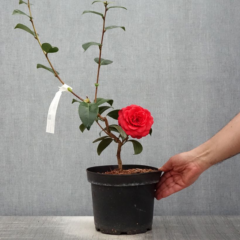Camellia japonica Coquetti Vaso da 4L/5L esemplare consegnato in primavera