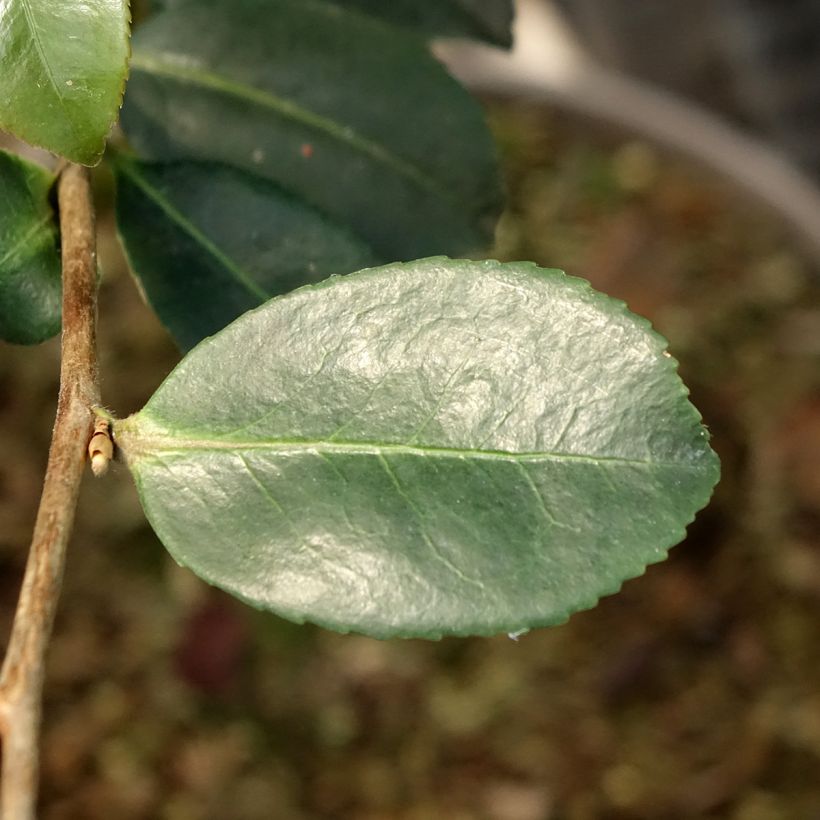 Camellia sasanqua Ashtar (Fogliame)