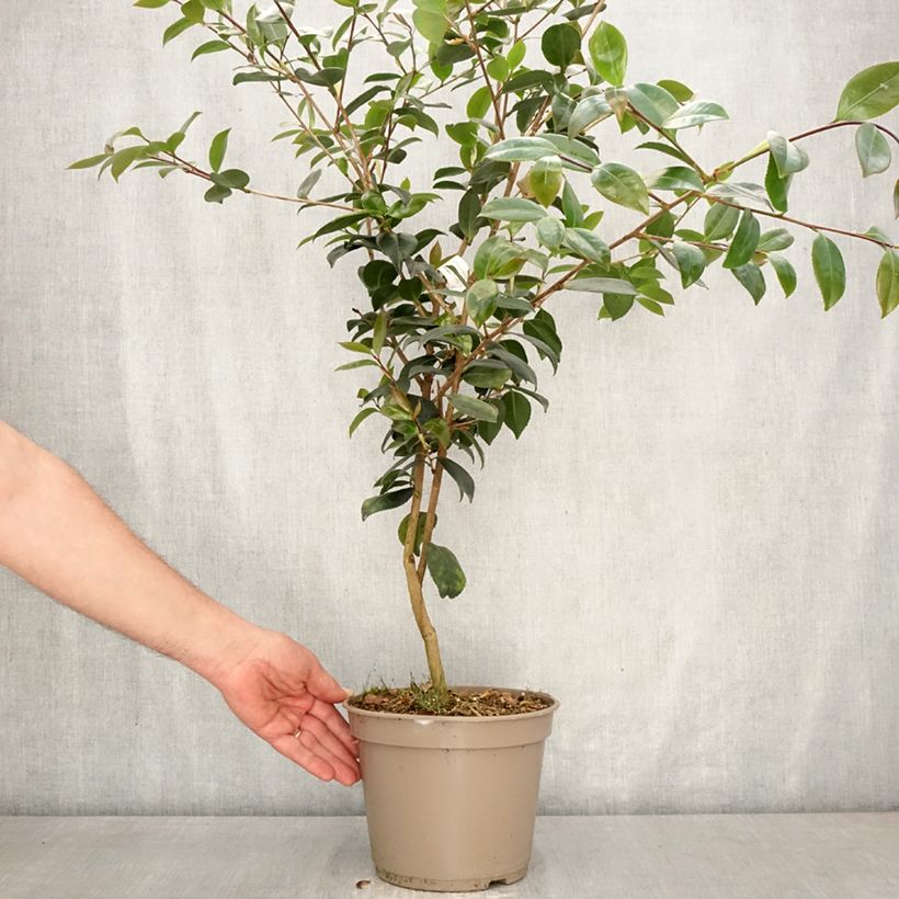 Camellia sasanqua Ashtar Vaso da 4L/5L esemplare consegnato in primavera