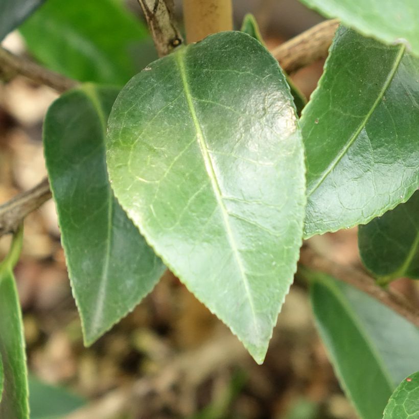  Camellia saluenensis Autumn Jewel  (Fogliame)