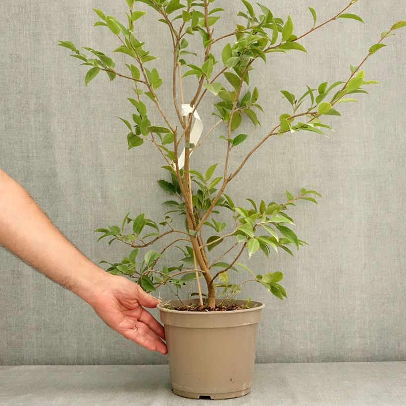 Esemplare di Camellia saluenensis Autumn Jewel  Vaso da 4L/5L consegnato in estate