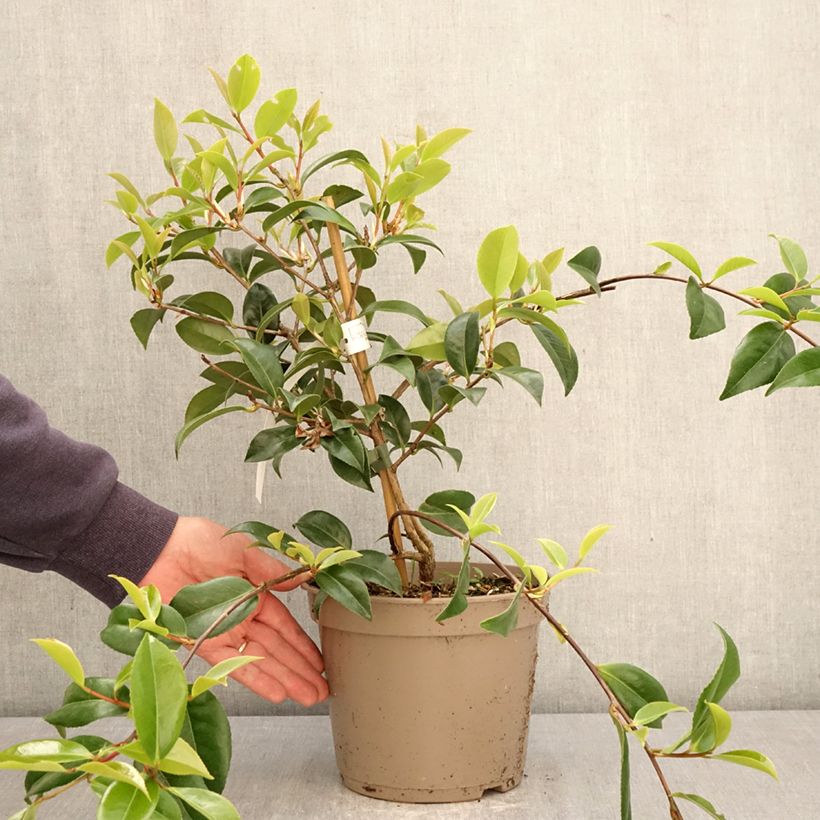 Camellia saluenensis Autumn Jewel  Vaso da 4L/5L esemplare consegnato in primavera