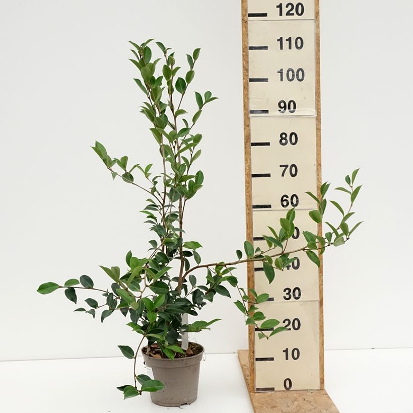 Esemplare di Camellia sasanqua Narumi Gaita Vaso da 4L/5L consegnato in estate