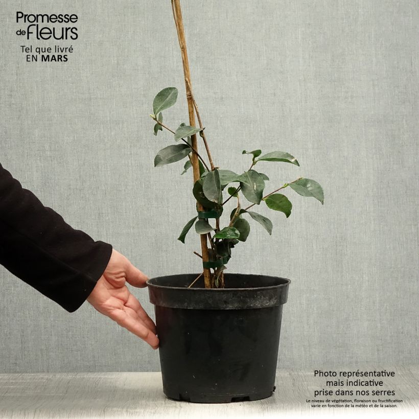 Camellia sasanqua Narumi Gaita Vaso da 4L/5L esemplare consegnato in primavera