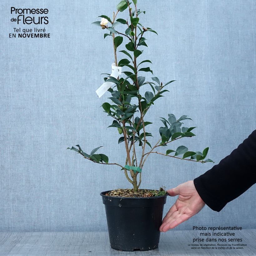 Esemplare di Camellia sasanqua Choji Guruma Vaso da 4L/5L come consegnato in autunno