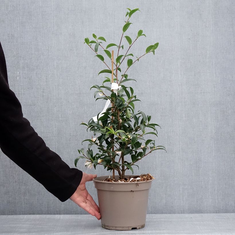 Camelia d'automne - Camellia sasanqua Frosted Star Pot de 4L/5L esemplare consegnato in inverno