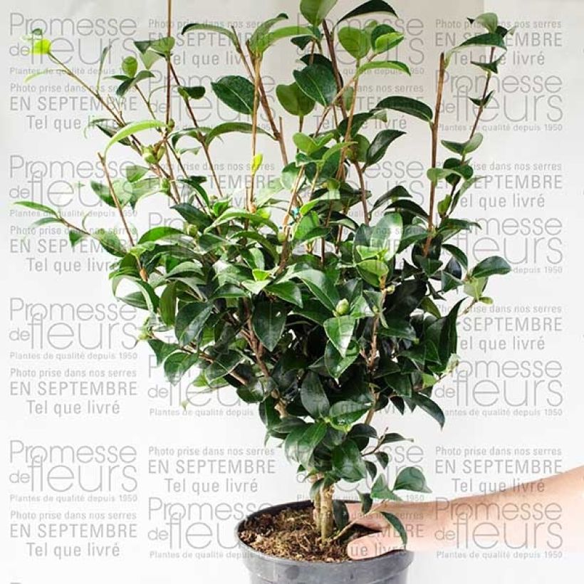 Esempio di esemplare Camellia sasanqua Fukusutsumi Vaso da 4L/5L come consegnato