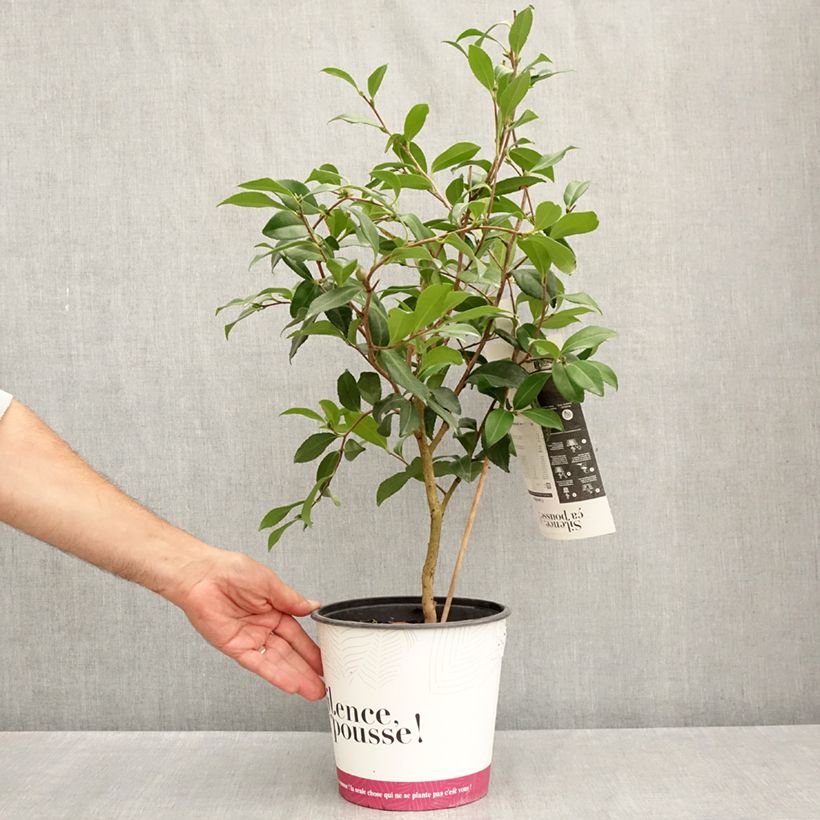 Esemplare di Camellia sasanqua Hinode-Gumo Vaso da 4L/5L consegnato in estate