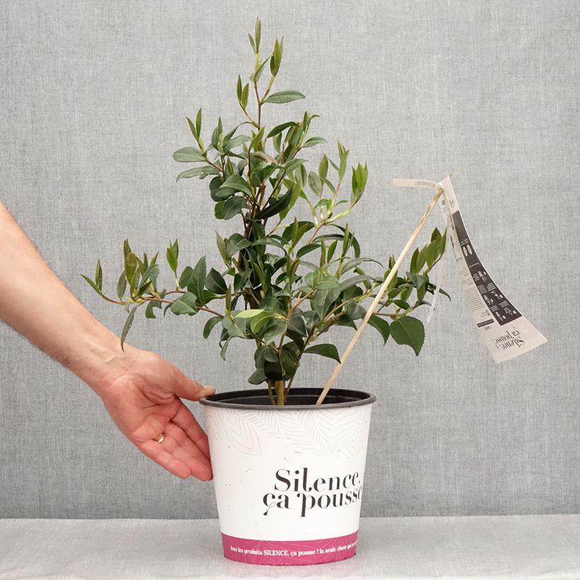 Example of Camellia sasanqua Hinode-Gumo Vaso da 4L/5L as you get in printemps