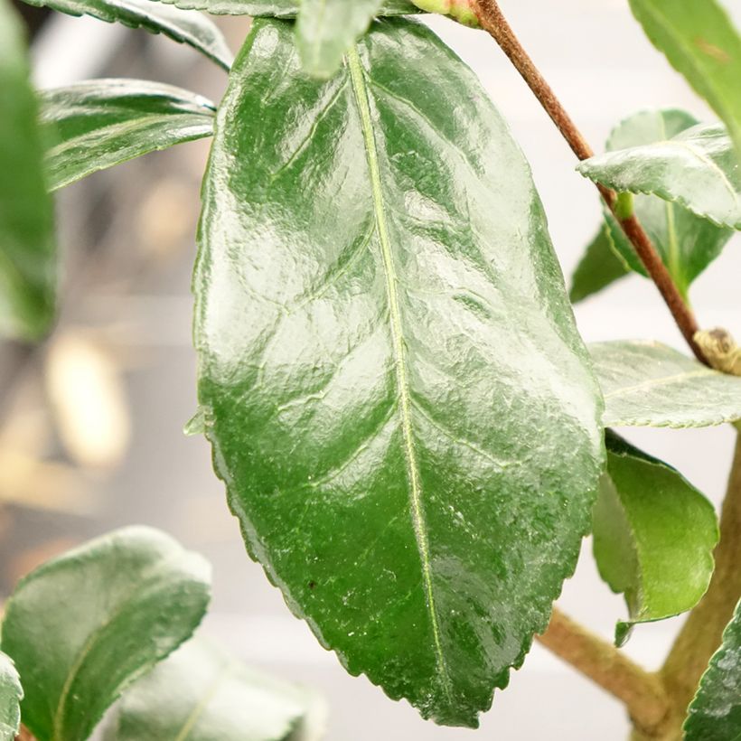 Camellia sasanqua Hinode-Gumo (Foliage)