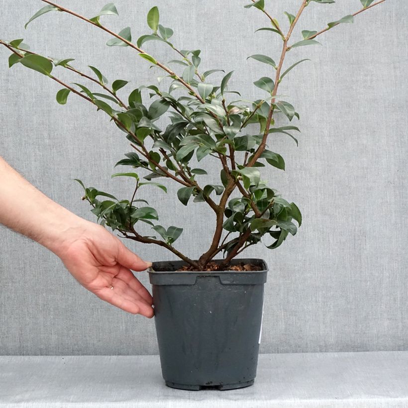 Example of Camellia sasanqua Kanjiro Vaso da 3L/4L as you get in printemps