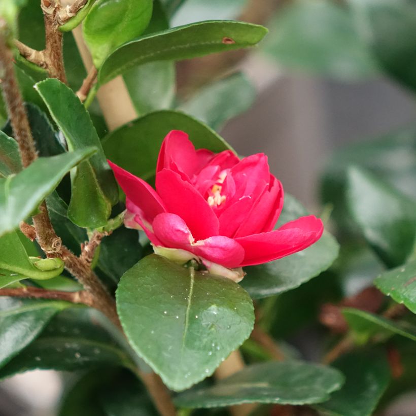 Camellia hiemalis Bonanza (Fioritura)