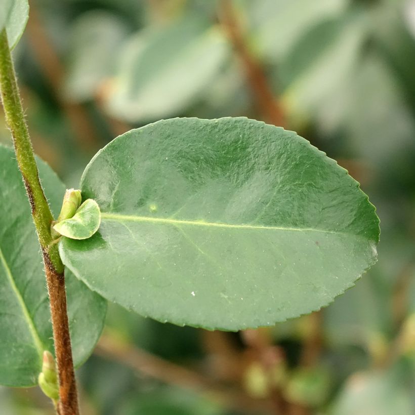 Camellia sasanqua Hiryu (Fogliame)