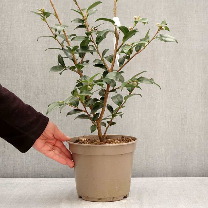 Camellia sasanqua Hiryu Vaso da 4L/5L esemplare consegnato in primavera