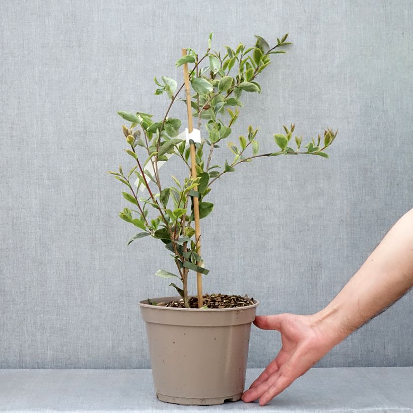 Example of Camellia sasanqua Variegata Vaso da 4L/5L as you get in printemps