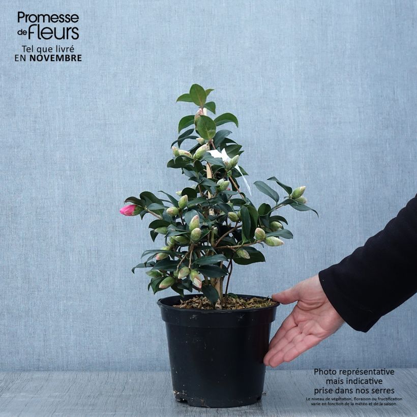 Esemplare di Camellia williamsii Donation Vaso da 2L/3L come consegnato in autunno
