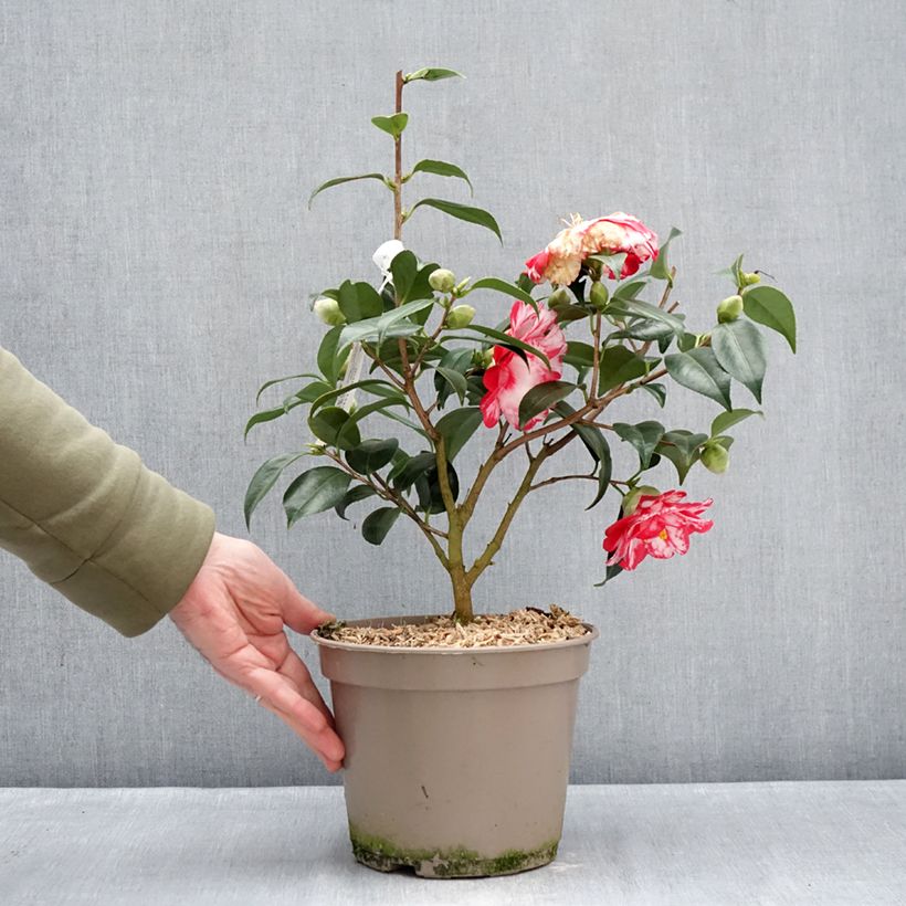 Example of Camellia japonica Donckelarii Vaso da 4L/5L as you get in hiver