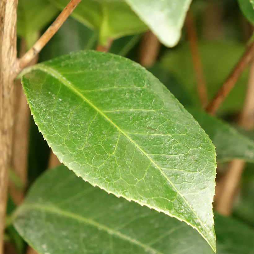 Camellia japonica Three Sisters Mix (Foliage)