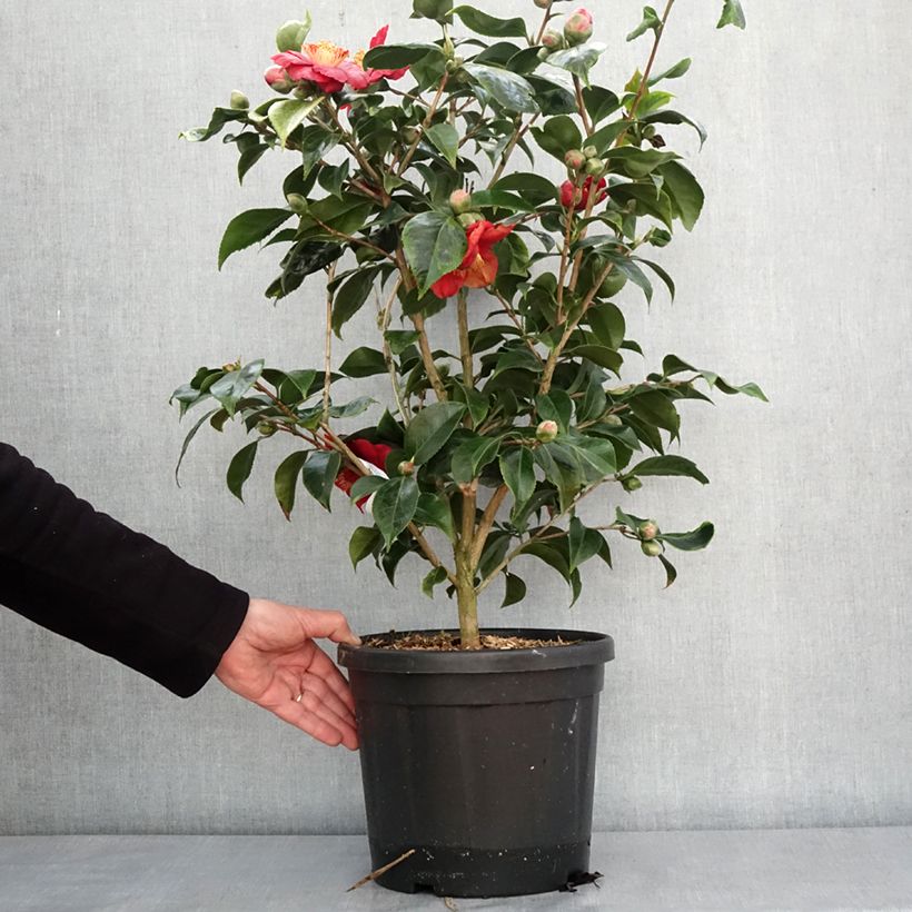 Camélia du Japon Painter's Palette - Camellia japonica  Pot de 4L/5L esemplare consegnato in inverno