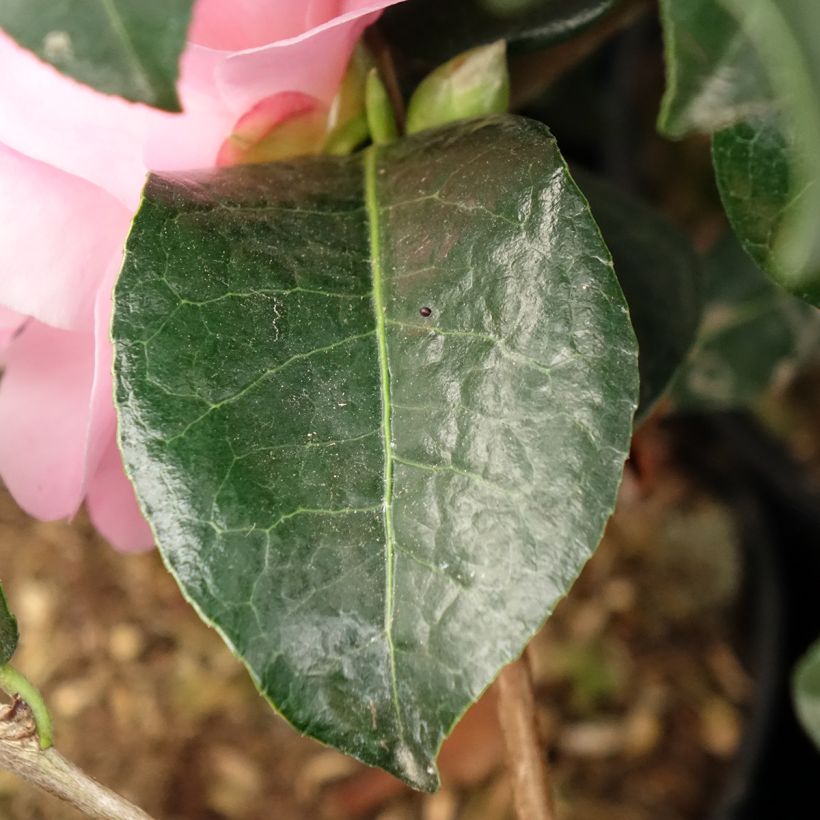 Camellia Nicky Crisp (Fogliame)