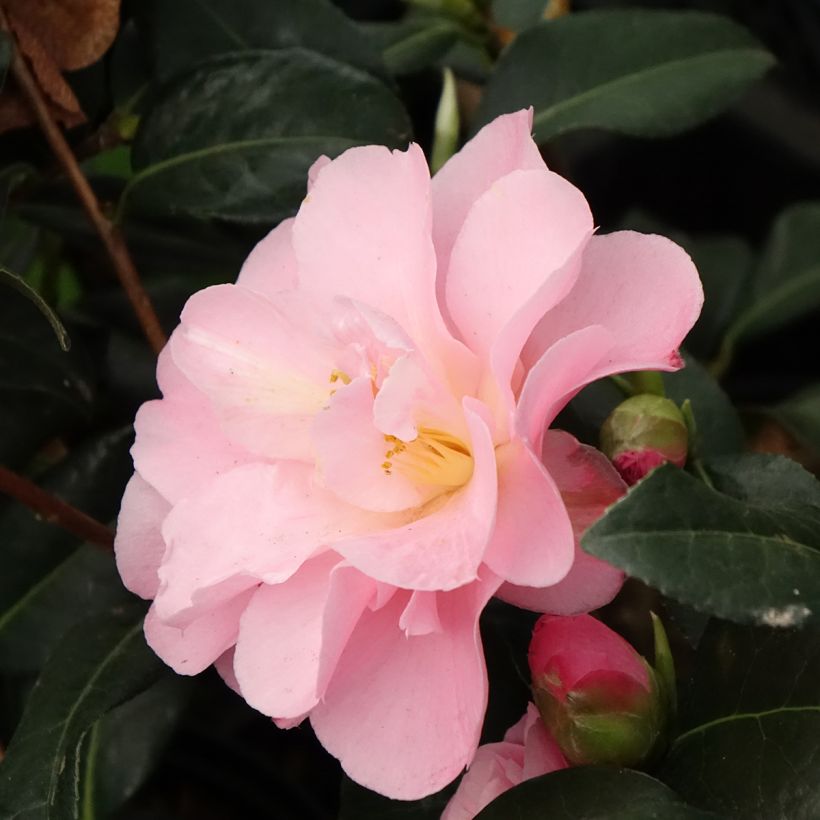 Camellia Nicky Crisp (Fioritura)