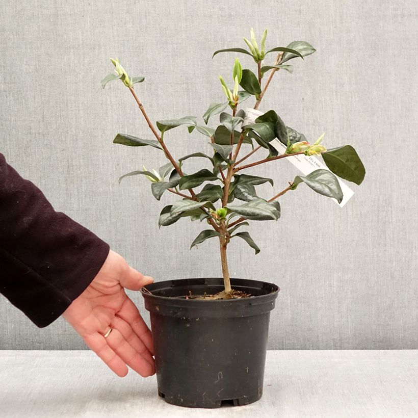 Camellia Nicky Crisp Vaso da 2L/3L esemplare consegnato in primavera