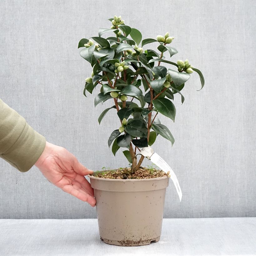 Example of Camellia japonica Il Gioiello Vaso da 4L/5L as you get in hiver