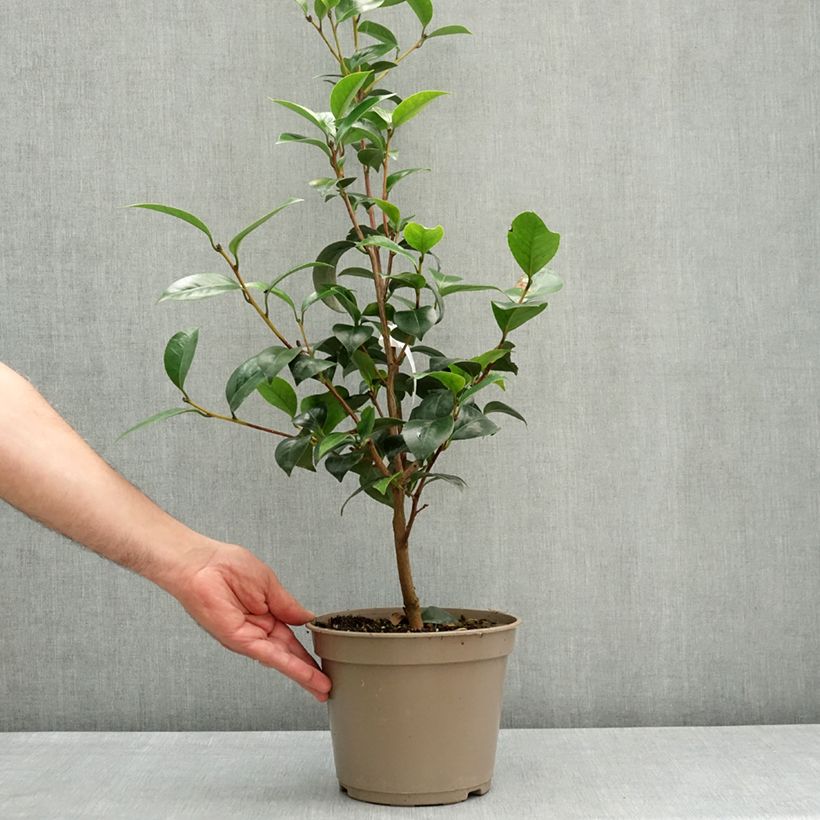 Camellia japonica Il Gioiello Vaso da 4L/5L esemplare consegnato in primavera
