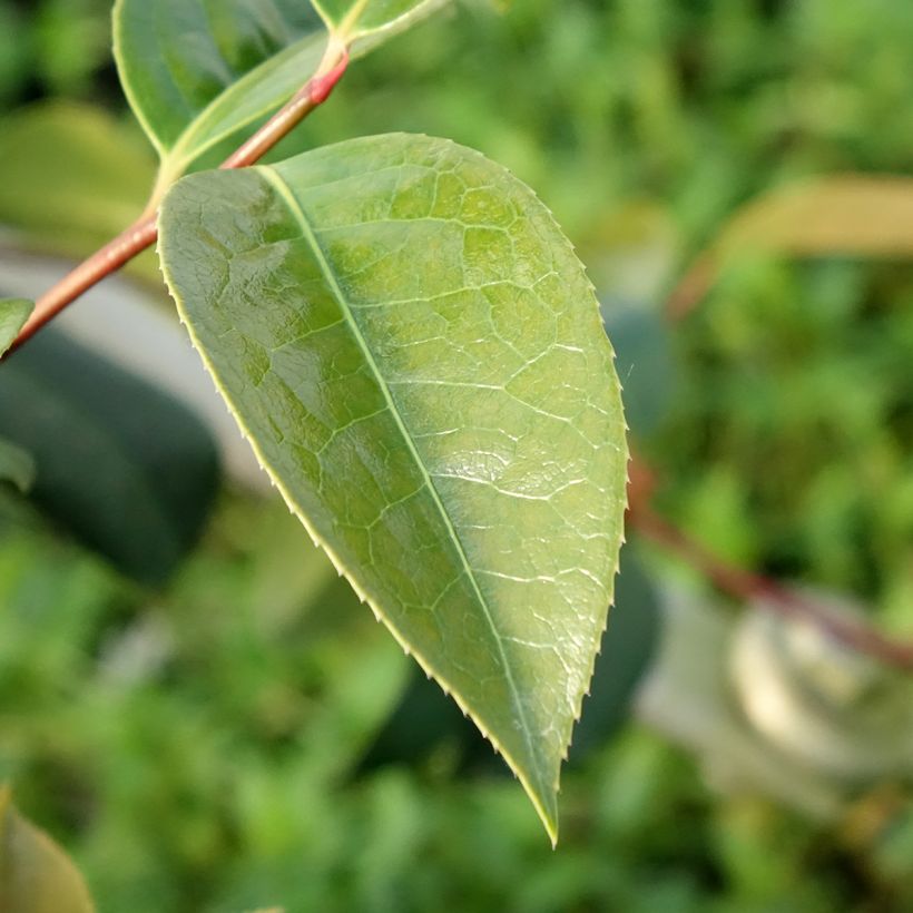 Camellia reticulata Inspiration (Fogliame)