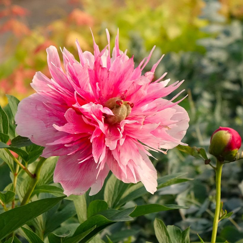 Camellia reticulata Inspiration (Fioritura)