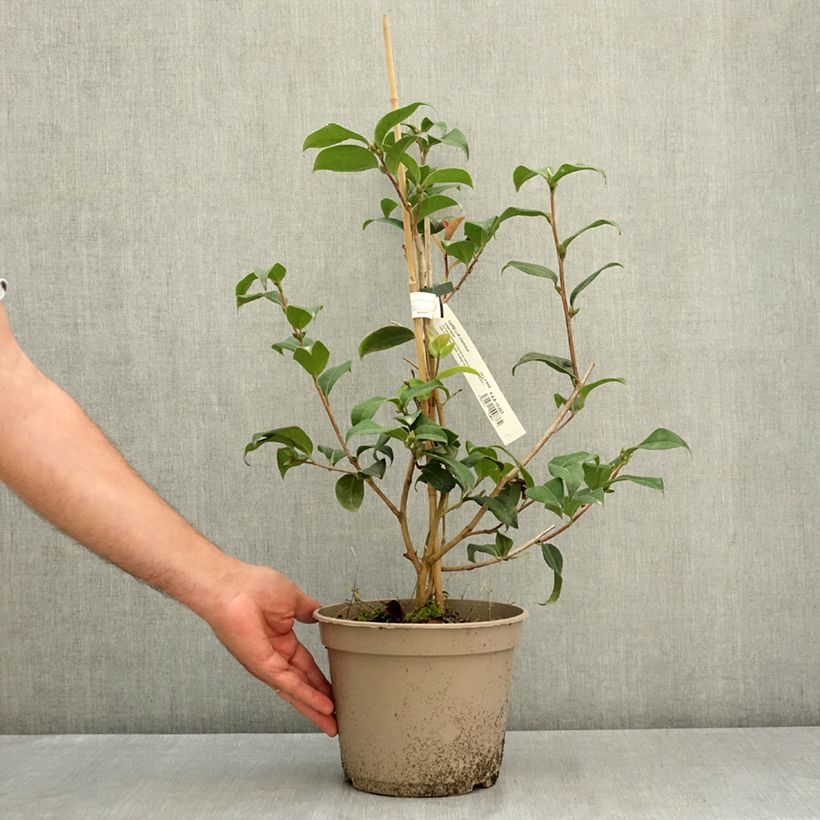 Esemplare di Camellia reticulata Inspiration Vaso da 4L/5L consegnato in estate