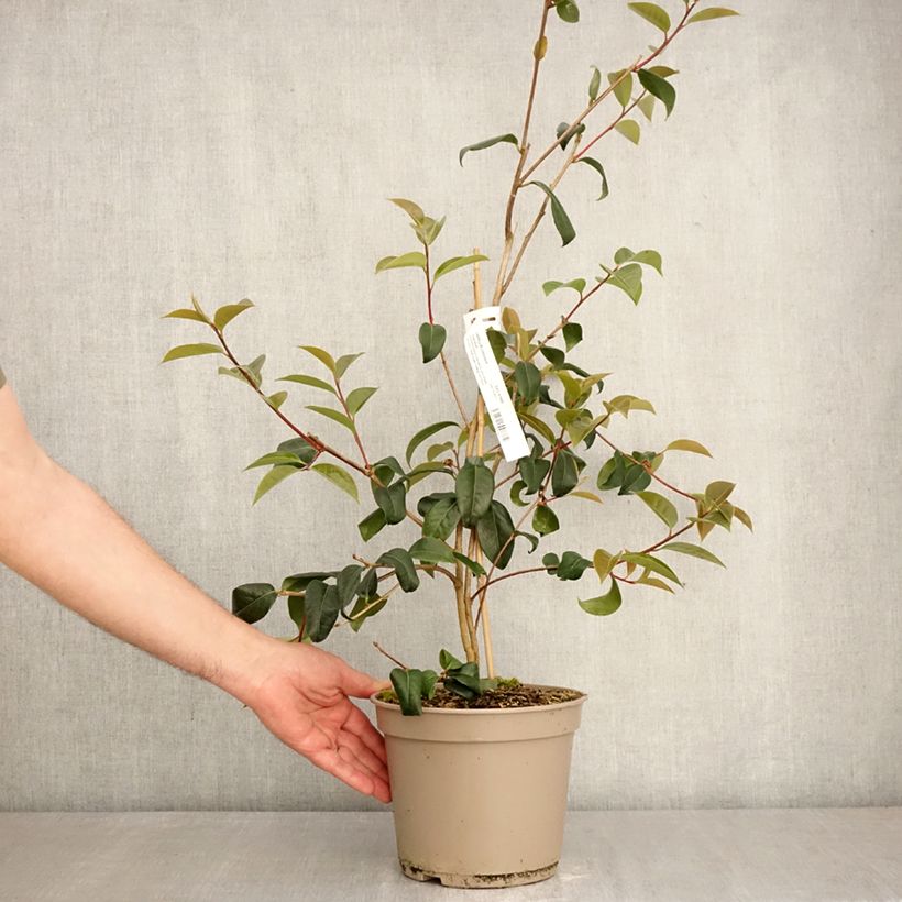 Camellia reticulata Inspiration Vaso da 4L/5L esemplare consegnato in primavera