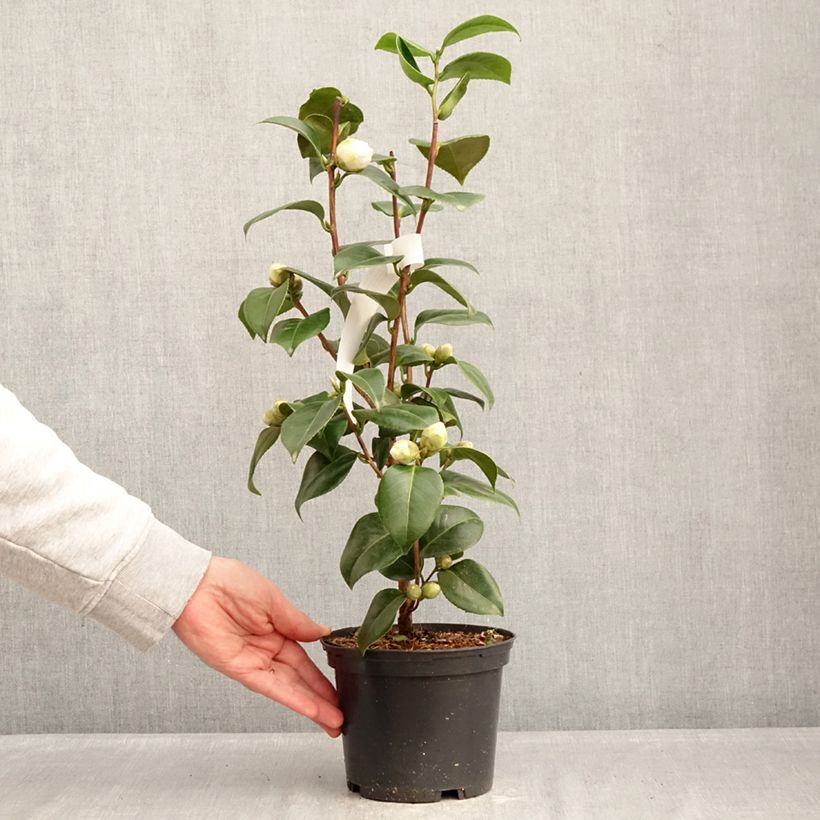 Camellia japonica Janet Waterhouse Vaso da 2L/3L esemplare consegnato in inverno
