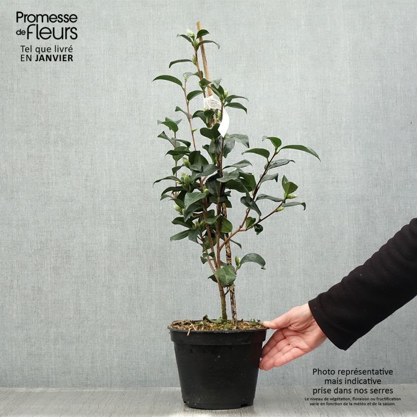 Camélia Lucky Star - Camellia (x) williamsii Pot de 4L/5L esemplare consegnato in inverno