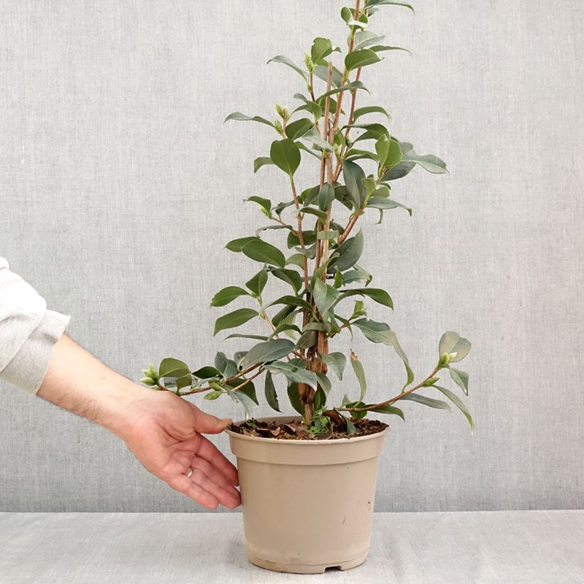 Esemplare di Camellia williamsii Lucky Star Vaso da 4L/5L come consegnato in autunno