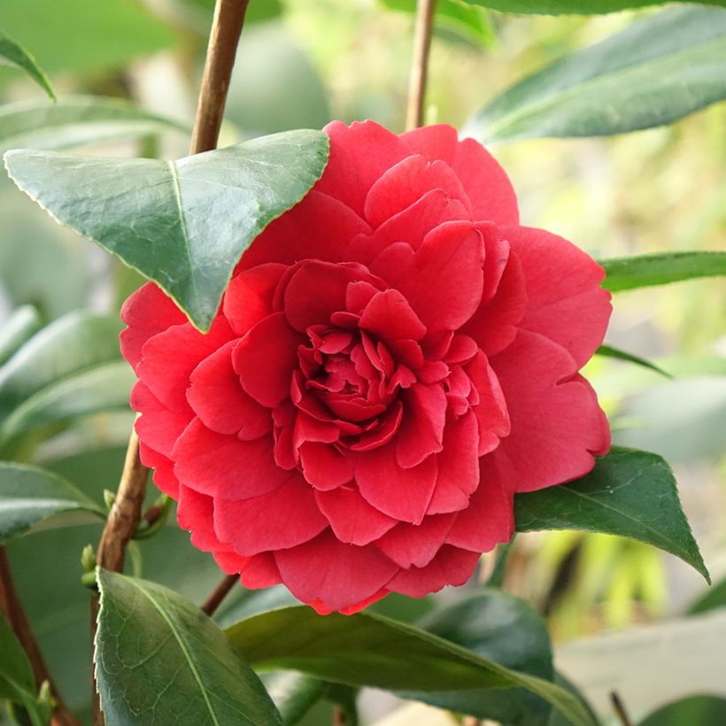 Camellia japonica Manuroa Road (Fioritura)