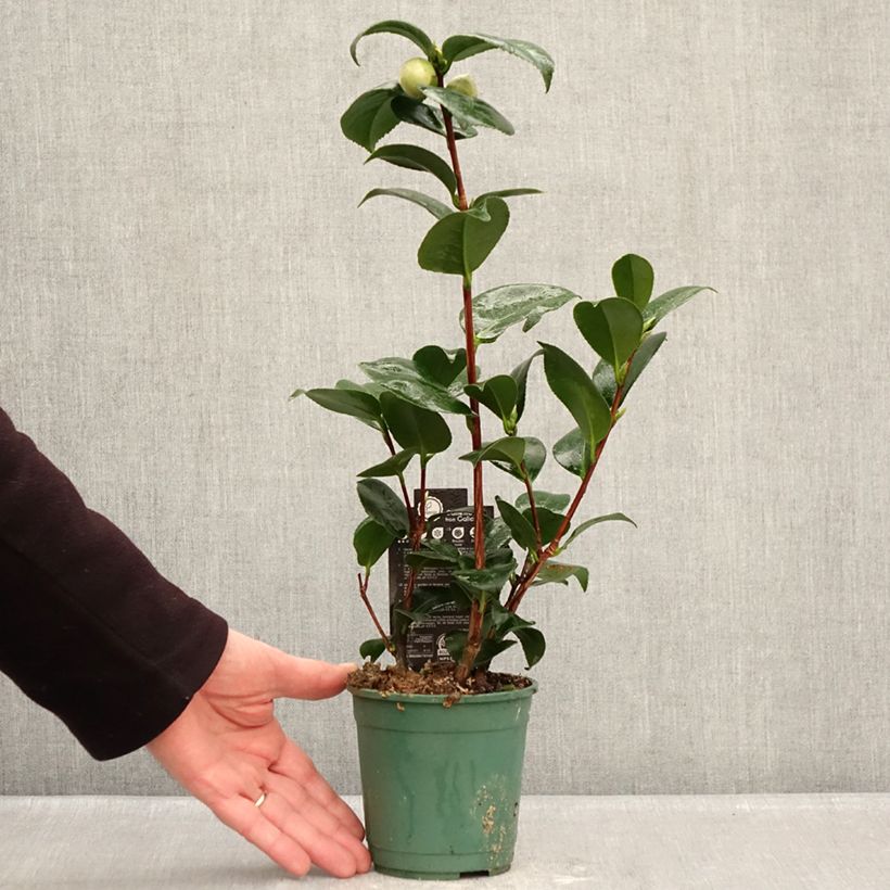 Camellia japonica Margaret Davis Vaso da Ø 12 cm / 13 cm esemplare consegnato in inverno