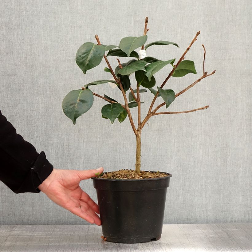 Example of Camellia japonica Marie-Galante Vaso da 4L/5L as you get in printemps