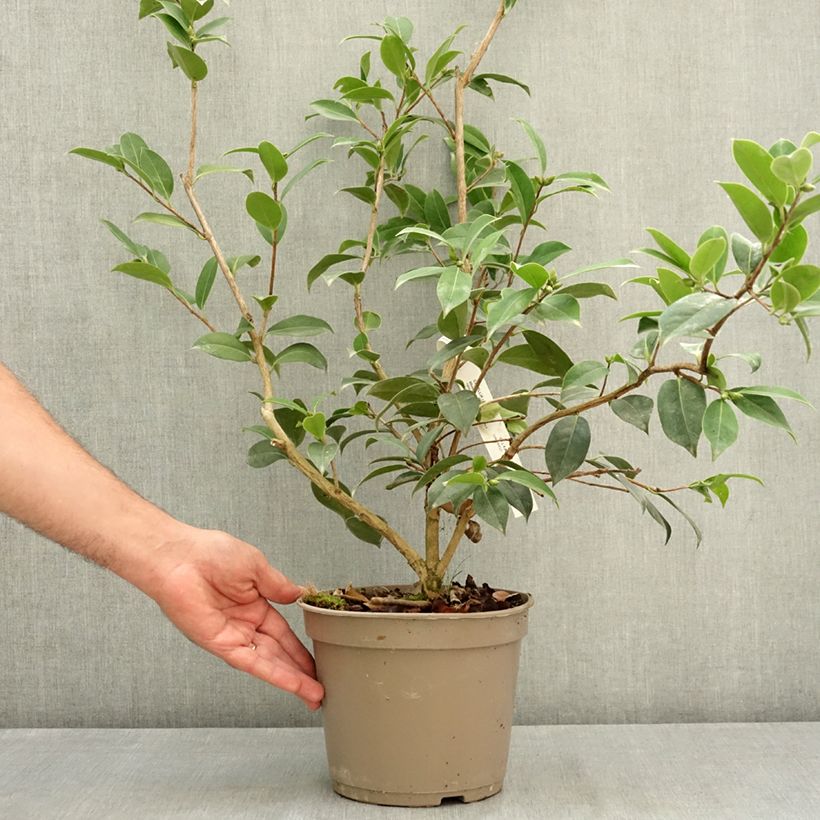 Esemplare di Camellia williamsii Mimosa Jury Vaso da 4L/5L consegnato in estate