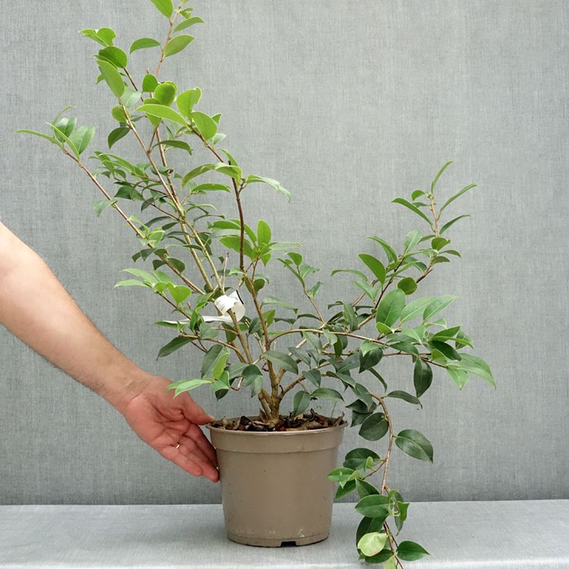 Camellia williamsii Mimosa Jury Vaso da 4L/5L esemplare consegnato in primavera