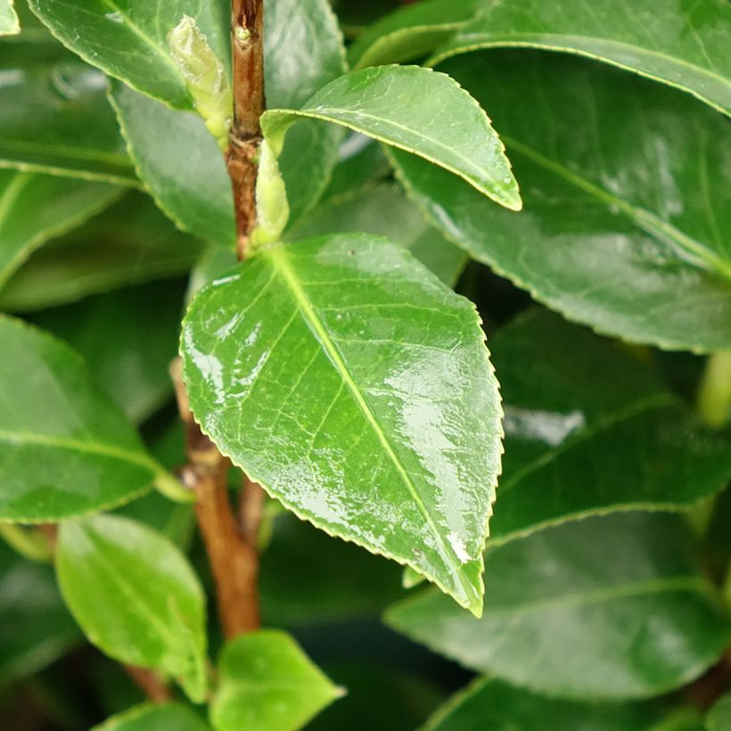 Camellia japonica Mrs Tingley (Foliage)