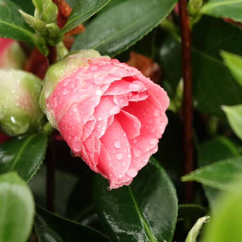 Camellia japonica Mrs Tingley (Flowering)
