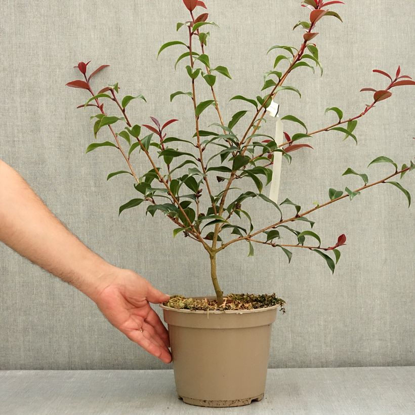 Esemplare di Camellia williamsii Night Rider Vaso da 4L/5L consegnato in estate