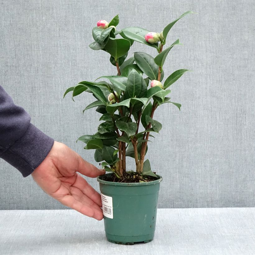 Example of Camellia japonica Nuccio's Cameo Vaso da Ø 12 cm / 13 cm as you get in printemps