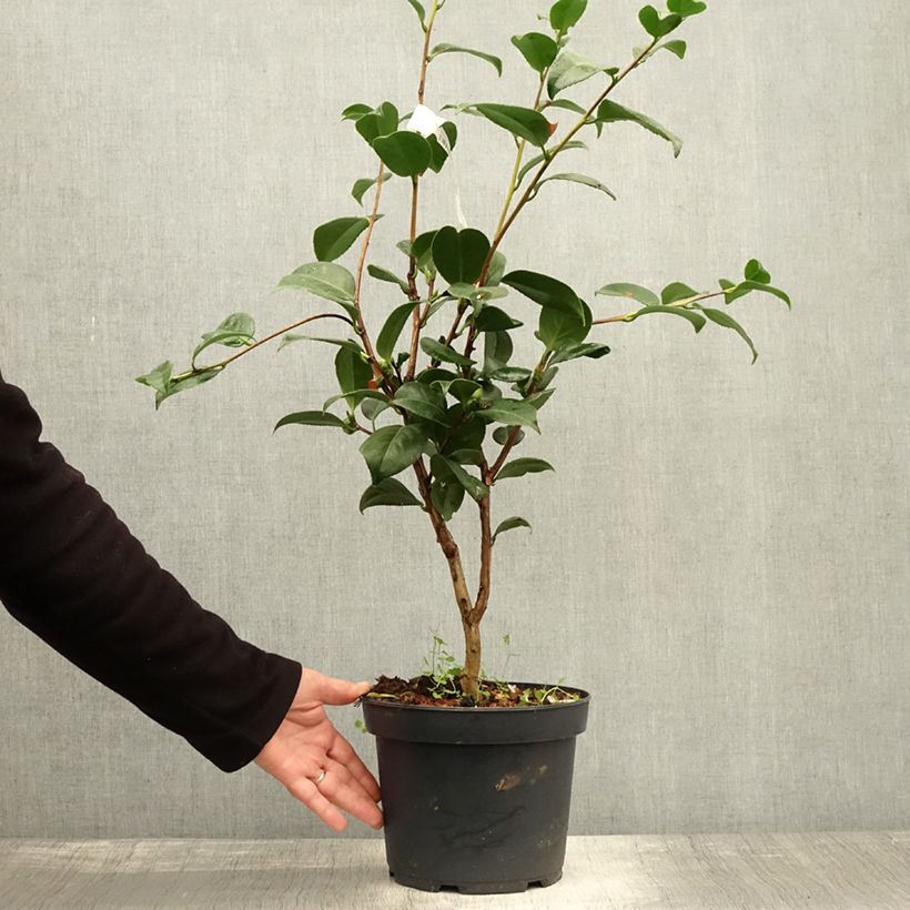 Esemplare di Camélia Nuccio's Cameo - Camellia japonica Pot de 4L/5L come consegnato in autunno